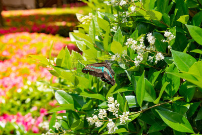 Great mormon butterfly hanging onto branch with green leaves in garden.