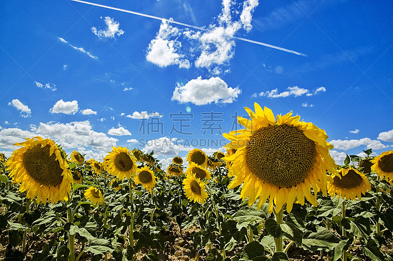 向日葵,common sunflower,天空,水平画幅,无人,蓝色,户外,云景,仅一朵花,西班牙