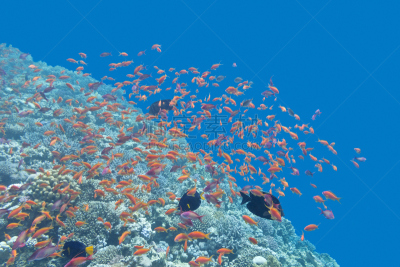 水下,礁石,鱼类,鱼群,anthias fish,水,水平画幅,水肺潜水,埃及,野外动物
