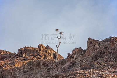 芦荟树木,四只动物,天空,气候,水平画幅,无人,箭袋,户外,干的,光