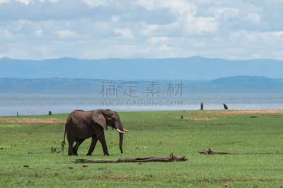 玛祖多纳国家公园,津巴布韦,象,卡里巴湖,长牙,野生动物,水平画幅,萨凡纳港市,南美大草原,非洲