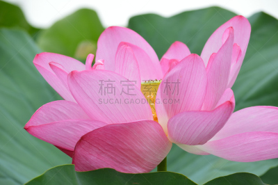 荷花,粉色,开着的,一个物体,自然,水平画幅,绿色,云,地形,无人