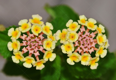 马樱丹属,仅一朵花,巴西马鞭草属植物,花冠,留白,水平画幅,无人,科学,特写