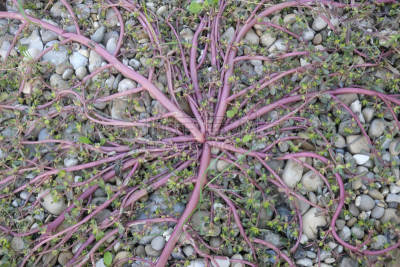 portulaca,自然,水平画幅,无人,德斯礼,有机食品,大花马齿苋,草本,植物,一年生植物