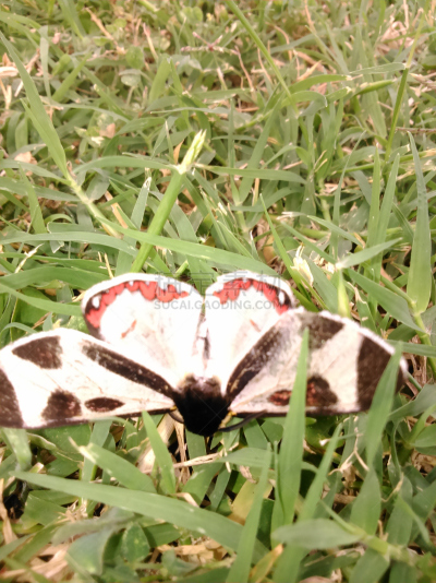 mariposa grove,飞鱼,蛾,水平画幅,蝴蝶,2015年,昆虫,摄影