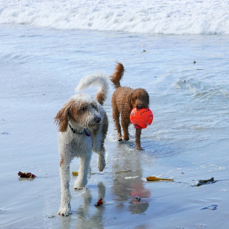 贵宾犬,海滩,白昼,训服,遛狗师,纯种犬,狗外套,宠物项圈,犬恶丝虫