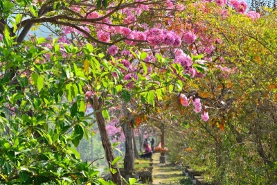 粉色,步行道路,紫薇科树,自然,美,水平画幅,美人,旅行者,阴影,户外