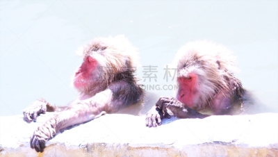 日本猕猴,地球,留白,休闲活动,动物习性,动物身体部位,旅行者,野外动物,哺乳纲,新年