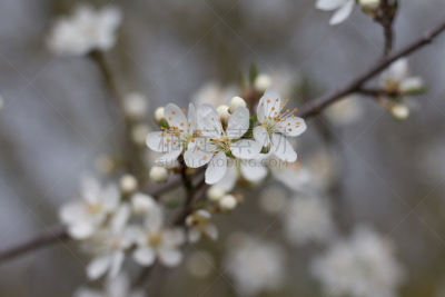 白色,樱桃树,花朵,选择对焦,目黒区,水平画幅,樱花,樱桃,无人,绘画插图