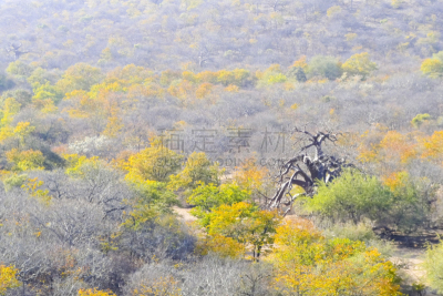 地形,林波波省,泥土,自由,风景,热,极端地形,岩石,干旱,猴面包树