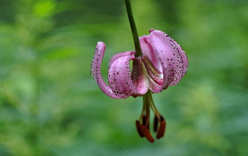 百合花,森林,居住区,狭窄的,前景聚焦,露水,枝繁叶茂,草坪,夏天,明亮