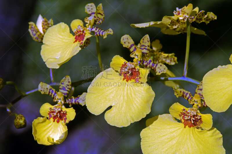 文心兰,兰花,生态多样性,水平画幅,特写,活力,植物,热带气候,植物学,庆祝