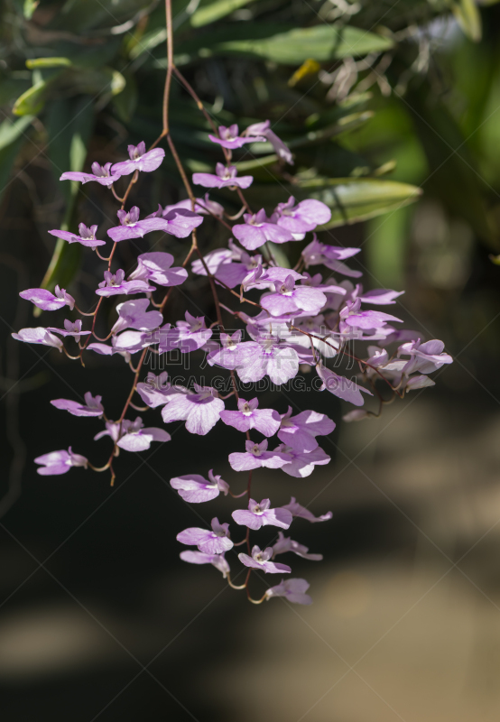 文心兰,兰花,可爱的,紫色,垂直画幅,无人,纯净,夏天,特写,花束