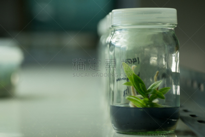 植物,烧瓶,微生物,瓶盖,植物细胞,生物科技,水平画幅,绿色,科学实验,科学