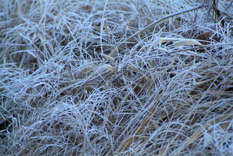 雪,杉树,枝,水平画幅,无人,健康保健,意大利,特写,常绿角浮桥,摄影