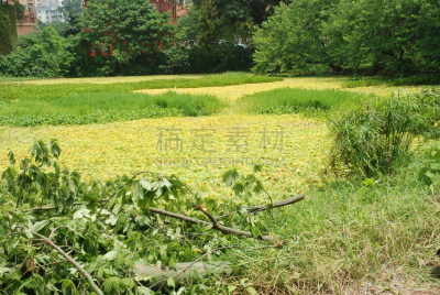 浮萍,水,美,水平画幅,无人,湿,夏天,沼泽,户外