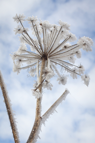 伞形科,德奥普拉克高原,冻结的,垂直画幅,寒冷,雪,无人,户外,奥弗涅,霜