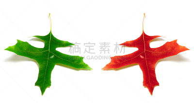 绿色,叶子,橡树,红松,褐色,水平画幅,仿旧磨损的效果,秋天,组物体,春天