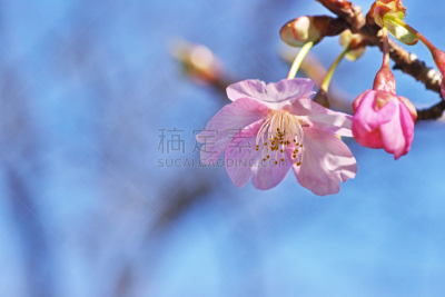 樱桃树,水平画幅,樱花,无人,日本,藤泽市,白色,植物,冬天,粉色