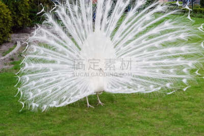 雄性动物,尾巴,翎毛,白孔雀,公亩,艾琳·福拉,繁殖季节,孔雀,白化病者,雉