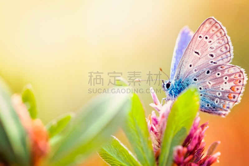 蝴蝶,自然界,复杂,水平画幅,大特写,图像聚焦技术,散焦,选择对焦,动物身体部位,逆光