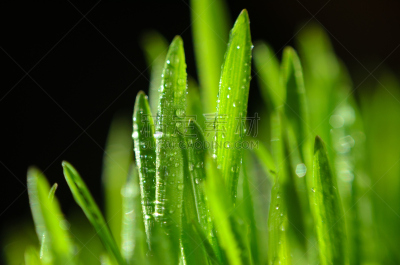 草,大特写,黑色背景,风景,天然气田,水,水平画幅,无人,早晨,草坪