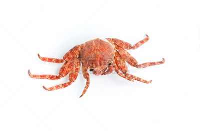 白色,条纹食草蟹,红色,分离着色,煮食,水平画幅,无人,海产,阴影,干的