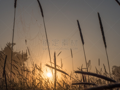 蜘蛛网,波兰,曙暮光,黄昏,草,烟雾,春天,蜘蛛,螺旋弹簧,热霾