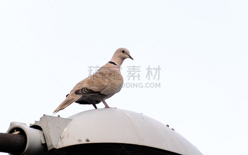 鸽子,路灯,注视镜头,波兰,野生动物,肖像,动物腿,翅膀,老鹰,动物