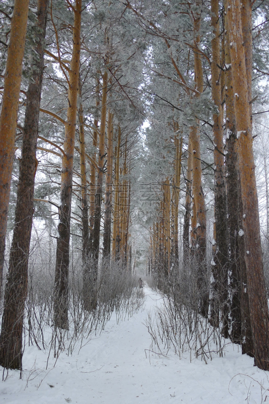 西伯利亚,森林,托姆斯克州,垂直画幅,天空,雪,无人,户外,俄罗斯,白色