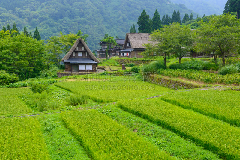 乡村,合掌屋,美,里山,水平画幅,旅行者,夏天,户外,非凡的,四季