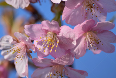 樱花,特写,日本,粉色,公园,水平画幅,山,樱桃,无人,梅子