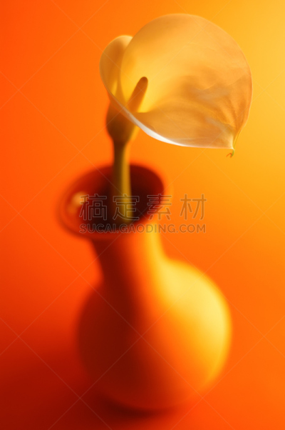 仅一朵花,白色,花瓶,垂直画幅,无人,正上方视角,绿女神,单色调,百合花,热