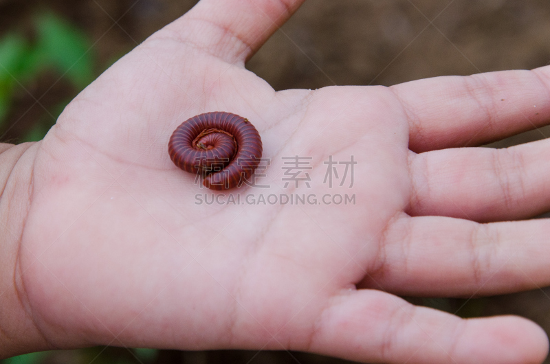 千足虫,动物手,身为人母,水平画幅,进行中,动物身体部位,婴儿,户外,红色,宠物