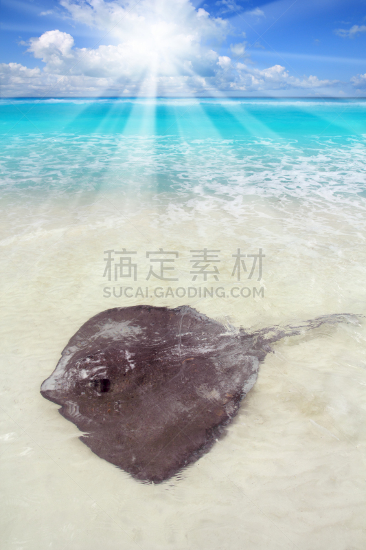 海滩,魟鱼,加勒比海地区,南部魟鱼,垂直画幅,水,柯塔伊岛,沙子,无人,野外动物