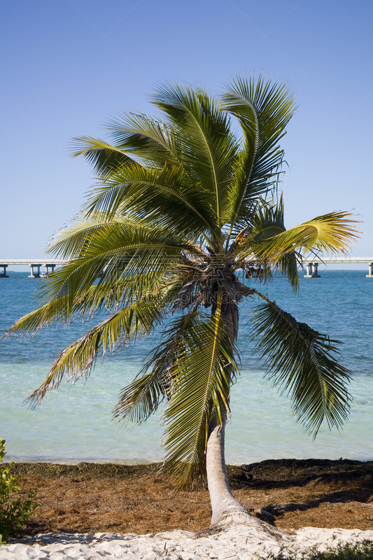 棕榈树,巴伊亚宏达州立公园,bahia honda key,佛罗里达群岛,墨西哥湾,垂直画幅,水,天空,休闲活动,沙子