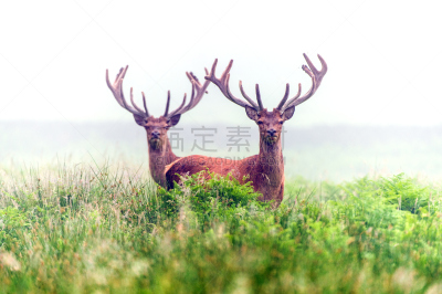 马鹿,长春花属,鹿肉,欧洲蕨,自然,雄鹿,野生动物,水平画幅,早晨,野外动物