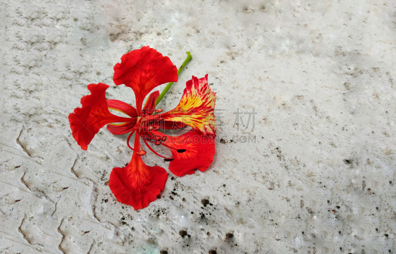  flamboyant, flame of the forest, or "flame tree". In this shot, the flower was on the floor beneath the tree.
