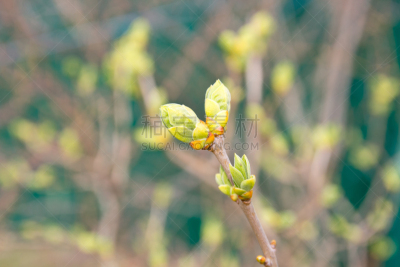 绿色,嫩枝,丁香花,特写,叶子,春天,花朵,幼小动物,新的,干的