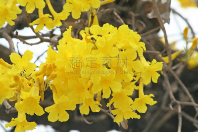 黄色,黄金,清新,泰国,植物,户外,天空,紫薇科树,亚洲,自然