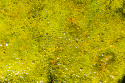 水面,湖,藻类,生物学,湿,环境,垃圾,草