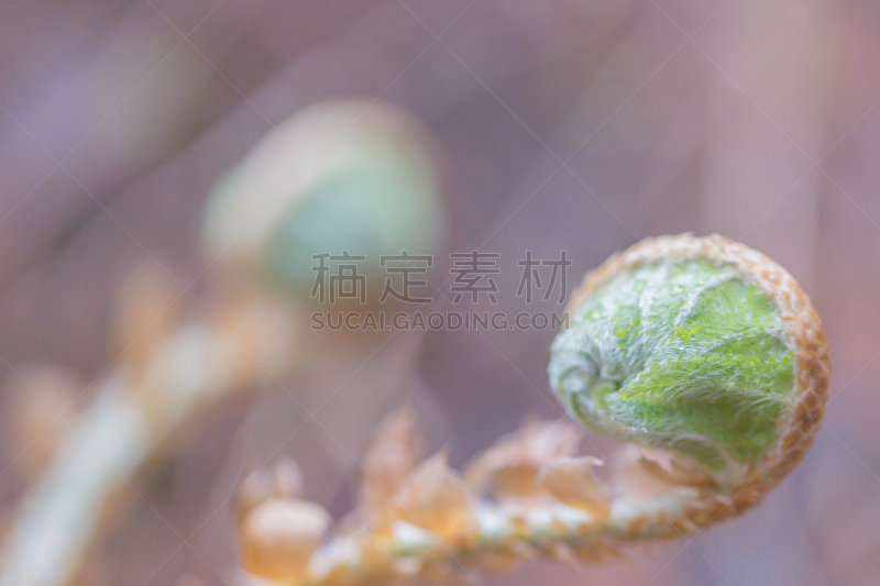 紫蕨,蕨菜,自然,水平画幅,绿色,枝繁叶茂,无人,户外,野生植物,野花