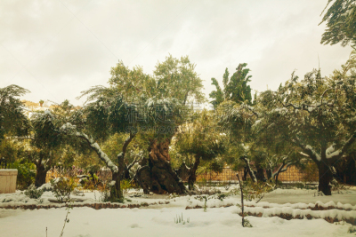园林,耶路撒冷,水平画幅,油橄榄树,雪,无人,古老的,克西马尼花园,户外,中东