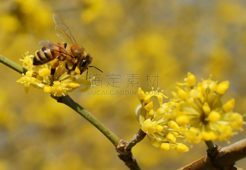 樱桃,天空,美,褐色,水平画幅,樱花,无人,早晨,户外,特写