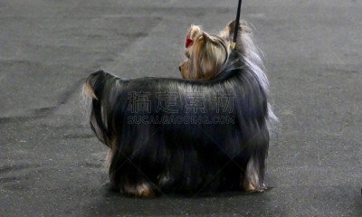 梗犬,遛狗师,纯种犬,受过训练的狗,狗,个人卫生用品,哈巴狗,波士顿猎犬,小的