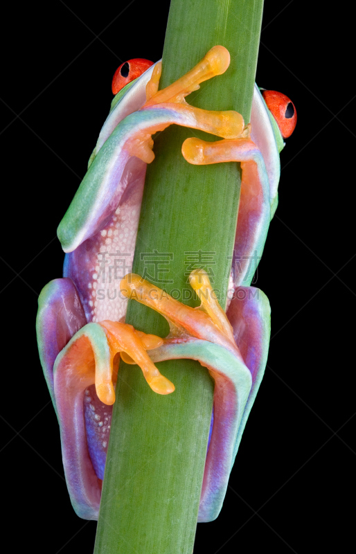 红眼树蛙,自然,垂直画幅,在下面,野生动物,无人,青蛙,背景分离,彩色图片,悬挂的