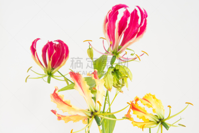 白色背景,可爱的,贺卡,橙色,橙子,壁纸,火红色百合,色彩鲜艳,植物,背景