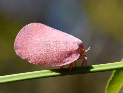 粉色,飞虱,蜀葵,半翅目,马达加斯加,特有物种,自然,野生动物,水平画幅,绿色