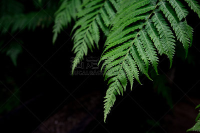 自然,森林,叶子,蕨类,背景,绿色,雨林,美,式样,水平画幅