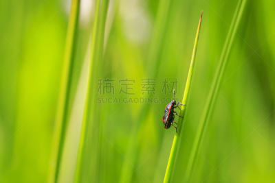 特写,盾蝽,甘蓝,昆虫,草地,红色,油菜花,油菜科,接力赛,攀登